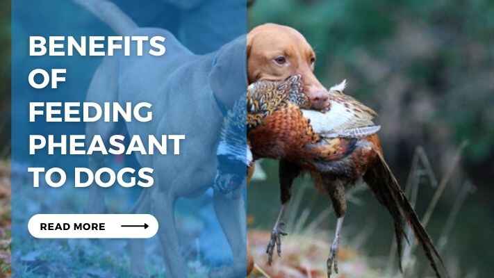 Benefits of Feeding Pheasant to Dogs