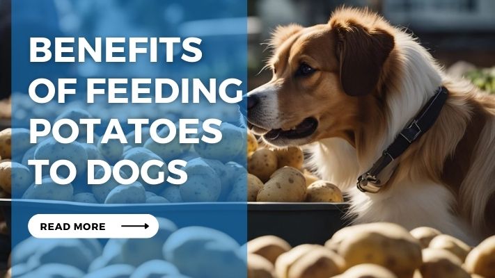 Benefits  of Feeding Potatoes  to Dogs