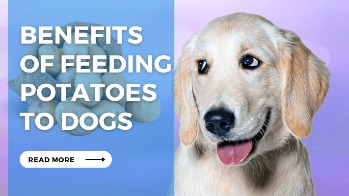 Benefits  of Feeding Potatoes  to Dogs