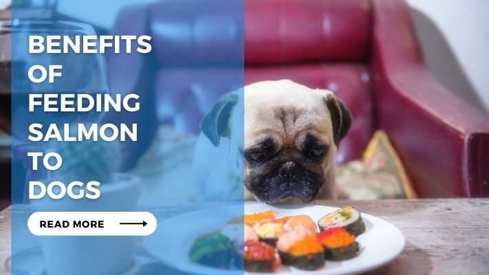 Benefits of Feeding Salmon to Dogs