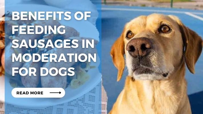 Benefits of Feeding Sausages in Moderation for Dogs