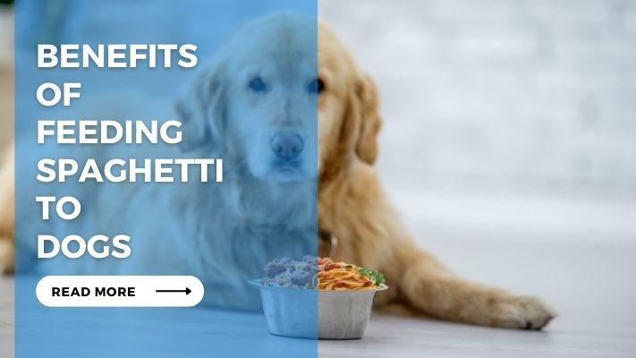 Benefits of Feeding Spaghetti to Dogs