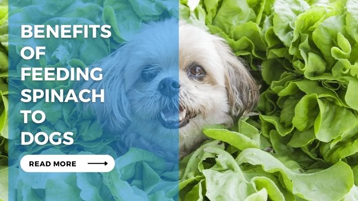 Benefits of Feeding Spinach to Dogs