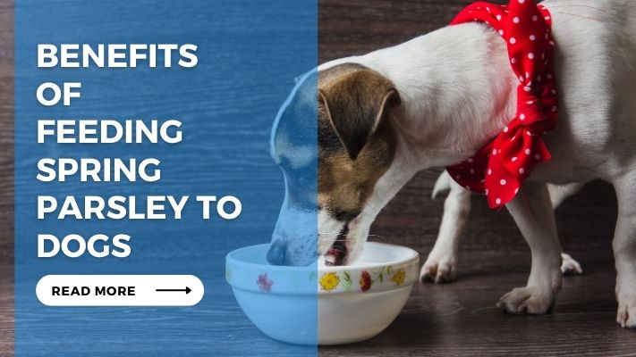 Benefits of Feeding Spring Parsley to Dogs