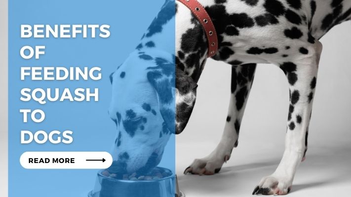 Benefits of Feeding Squash to Dogs