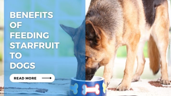 Benefits of Feeding Starfruit to Dogs