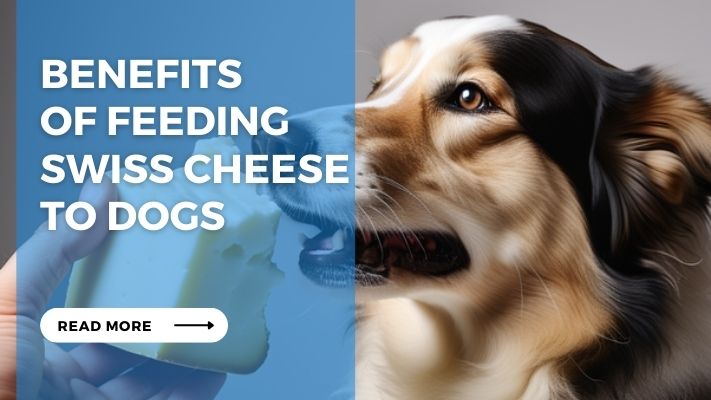 Benefits of Feeding Swiss Cheese to Dogs