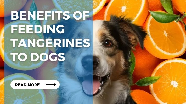 Benefits of Feeding Tangerines  to Dogs