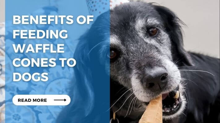 Benefits of Feeding Waffle Cones to Dogs