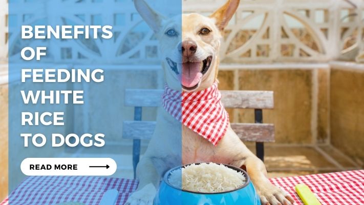Benefits of Feeding White Rice to Dogs