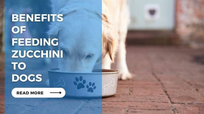 Benefits of Feeding Zucchini to Dogs