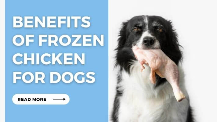 Benefits of Frozen Chicken for Dogs