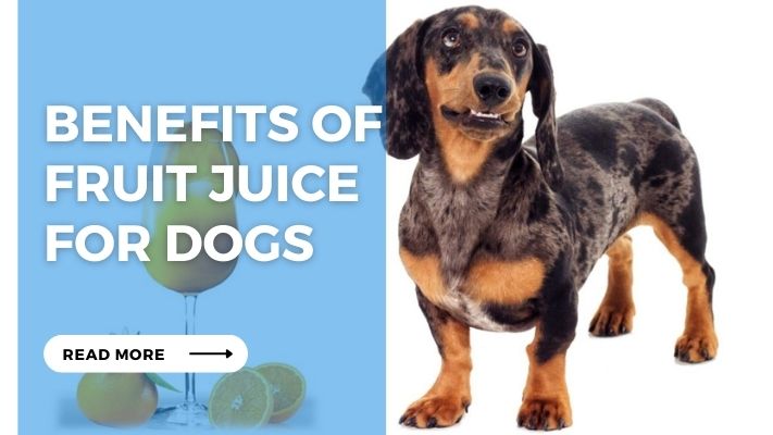 Benefits of Fruit Juice  for Dogs