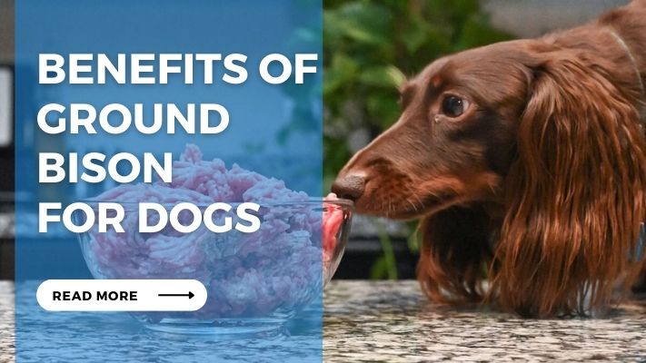 Benefits of Ground  Bison  for Dogs