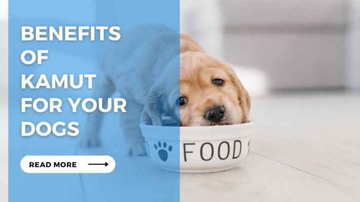 Benefits of Kamut for Your Dogs