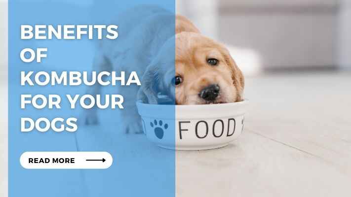 Benefits of Kombucha for Your Dogs