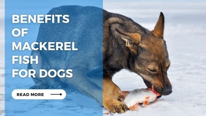 Benefits of Mackerel Fish for Dogs