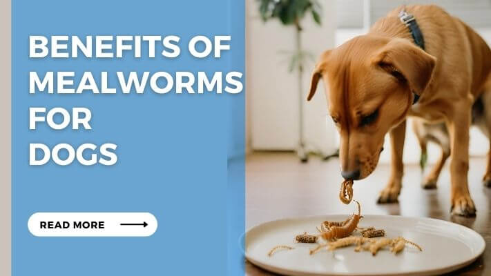 Benefits of Mealworms for Dogs