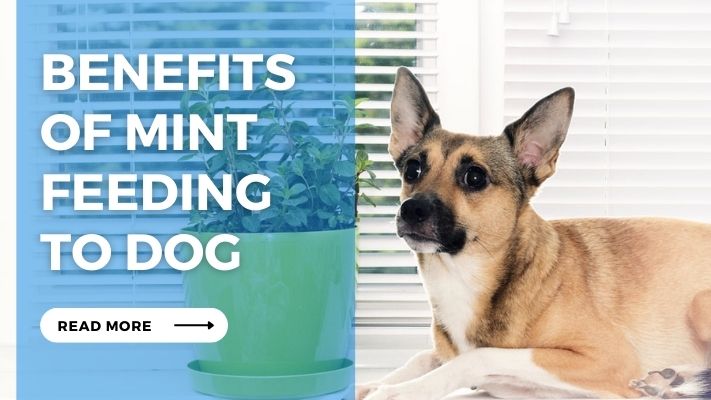 Benefits of Mint feeding to Dog