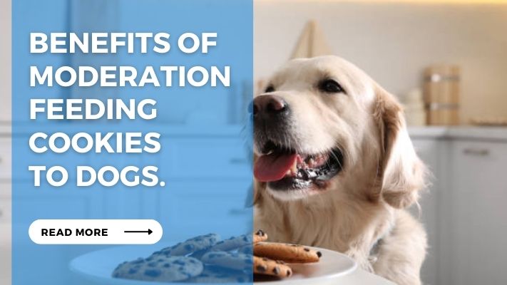 Benefits of Moderation feeding  cookies  to dogs