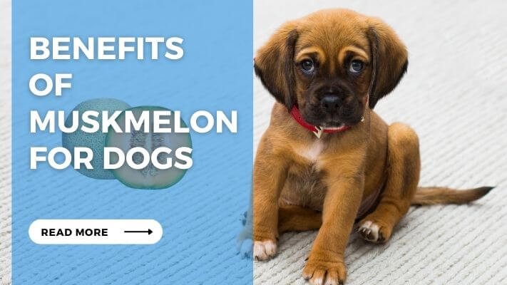 Benefits of Muskmelon for Dogs