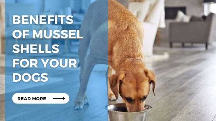 Benefits of Mussel Shells for Your Dogs