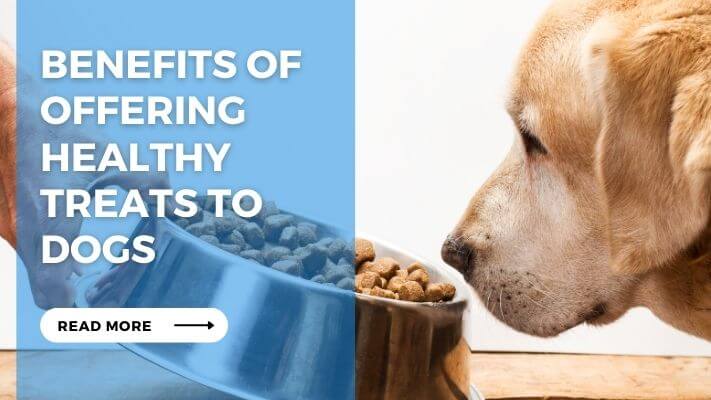 Benefits of Offering Healthy Treats to Dogs