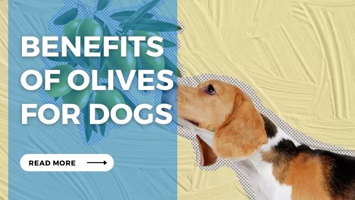 Benefits  of Olives  for Dogs