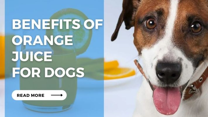 Benefits of Orange  Juice  for Dogs