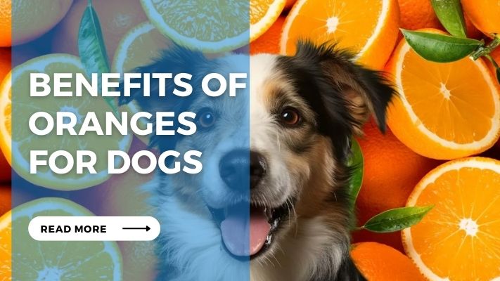 Benefits of Oranges for Dogs