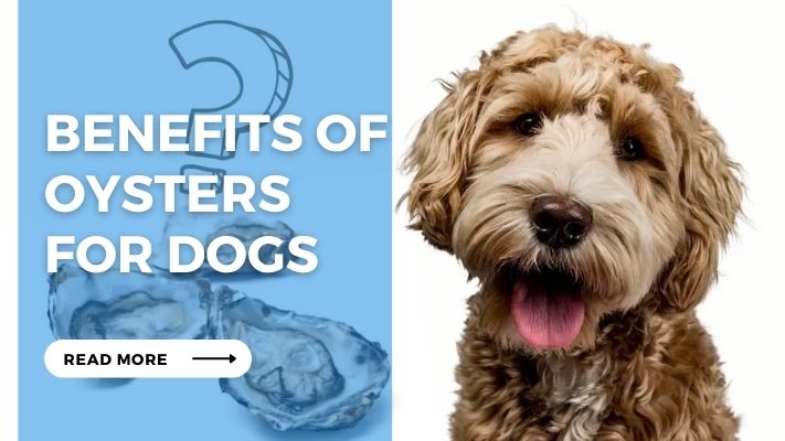 Benefits of Oysters for Dogs