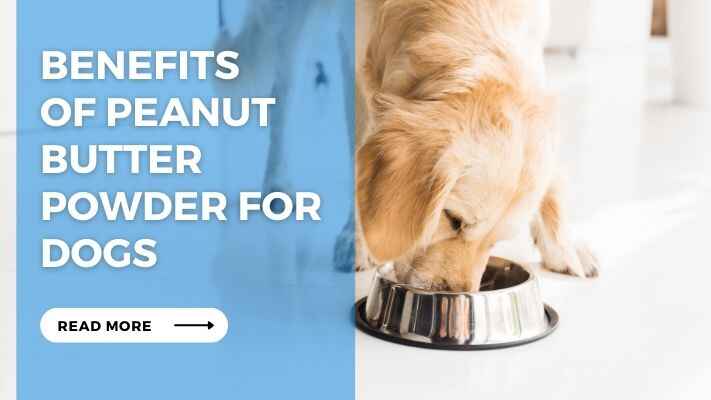 Benefits of Peanut Butter Powder for Dogs