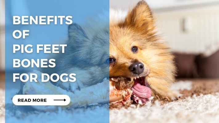 Benefits of Pig Feet Bones for Dogs