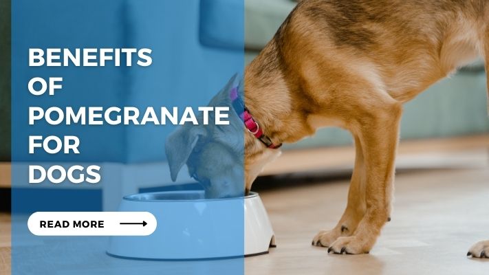 Benefits of Pomegranate for Dogs