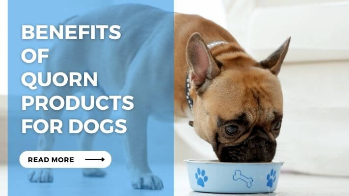 Benefits of Quorn Products for Dogs