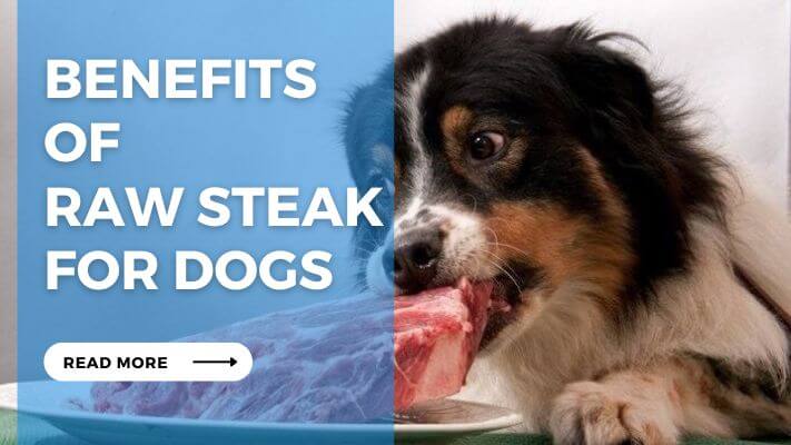 Benefits of Raw Steak for Dogs