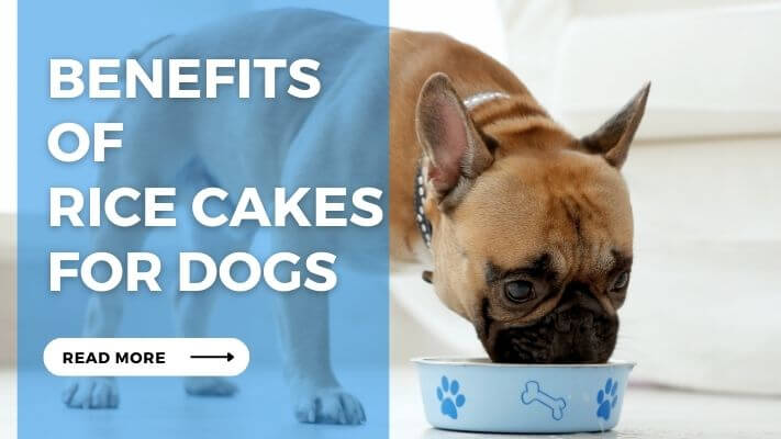 Benefits of Rice Cakes for Dogs