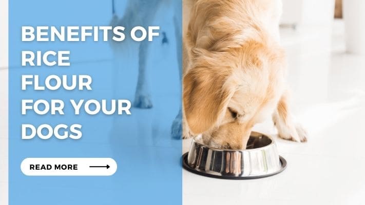 Benefits of Rice Flour for Your Dogs