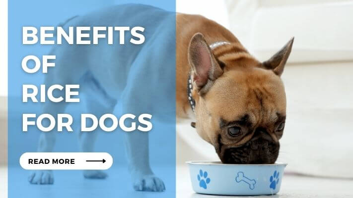 Benefits of Rice for Dogs