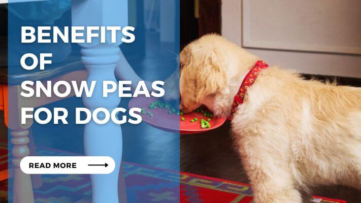 Benefits of Snow Peas for Dogs