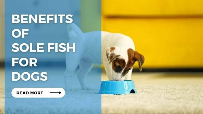 Benefits of Sole Fish for Dogs