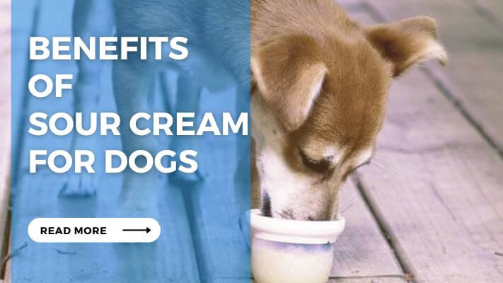 Benefits of Sour Cream for Dogs