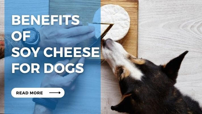 Benefits of Soy Cheese for Dogs