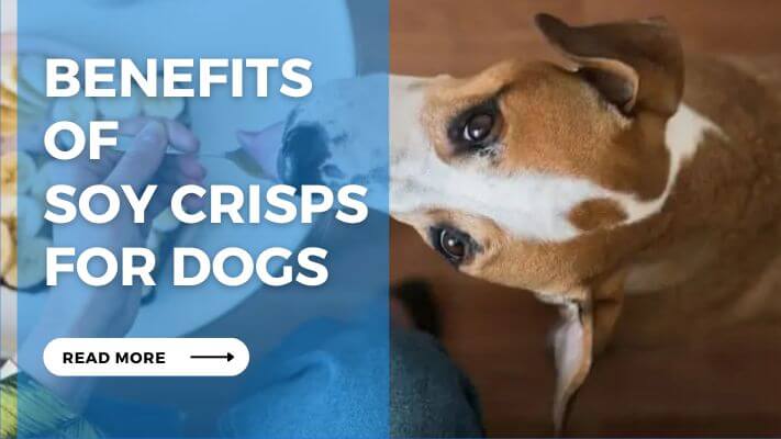 Benefits of Soy Crisps for Dogs