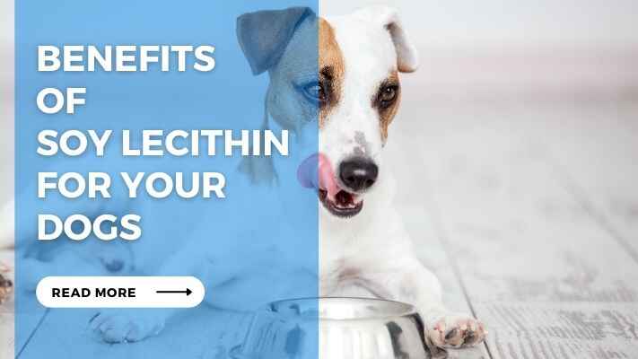 Benefits of Soy Lecithin for Your Dogs