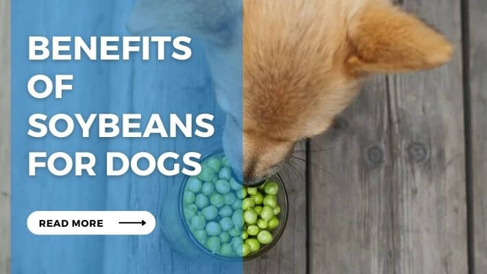 Benefits of Soybeans for Dogs