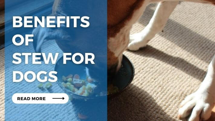 Benefits of Stew for Dogs