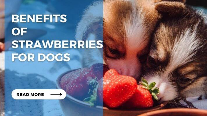 Benefits of Strawberries for Dogs