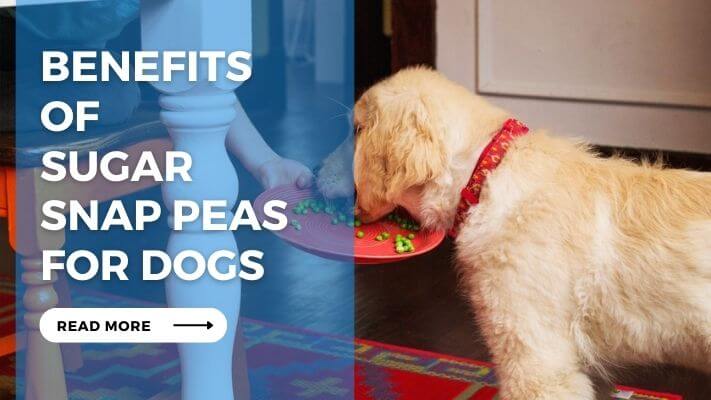 Benefits of Sugar Snap Peas for Dogs