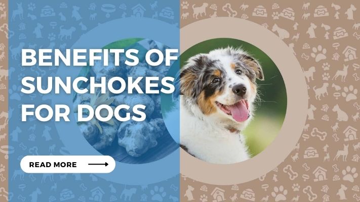 Benefits of Sunchokes  for Dogs